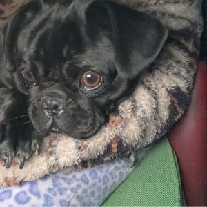 Meet your Posher, Liz